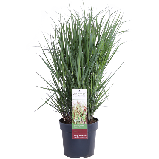 Panicum virgatum Cheyenne Sky – Kompaktes Ziergras Ø23cm