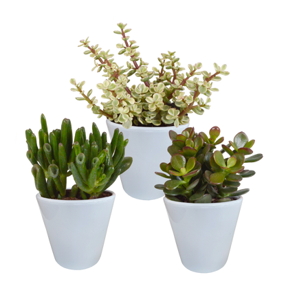 Crassula-Mix 3er Set im weißen Keramiktopf 8,5 cm