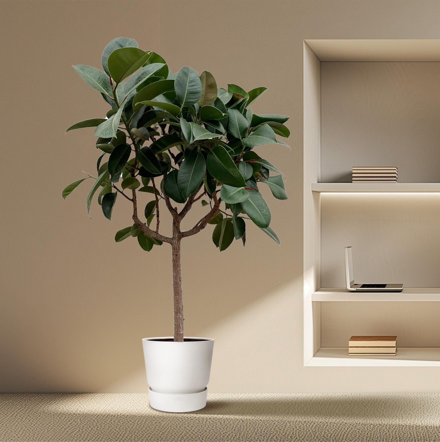 Ficus Elastica Robusta auf Stamm – 190 cm, Ø 40 cm