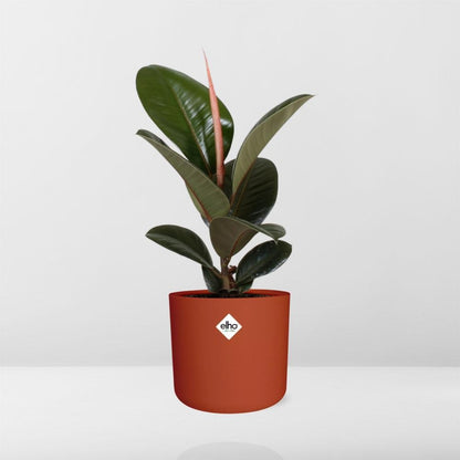 Ficus Elastica ‘Robusta’ in ELHO b.for soft rond 14cm brique