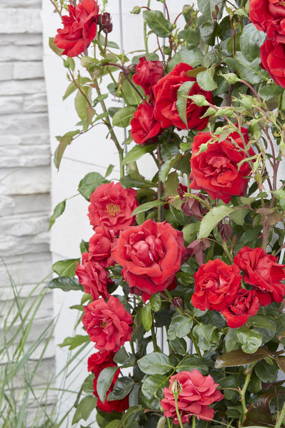 3x Rosa Crazy in Love 'Red' – Lebendige Duftrose Ø15cm, 65cm Höhe