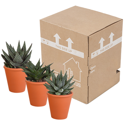 Gasteria & Haworthia Sukkulenten-Mix im Terrakotta-Topf