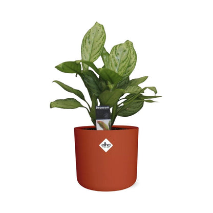 Aglaonema Christina – Luftreinigende Zimmerpflanze im ELHO b.for soft Rond 14cm Brique