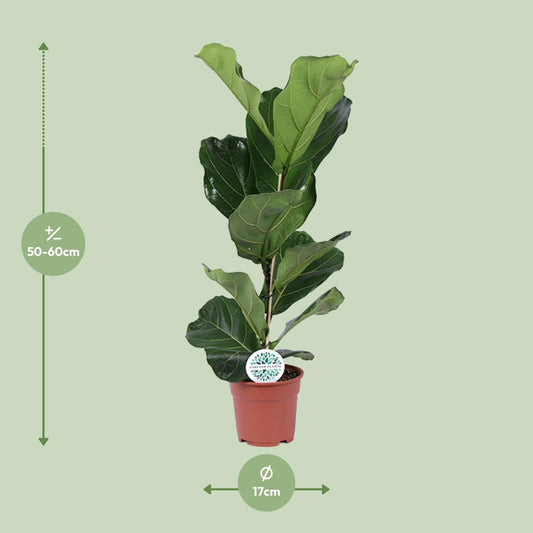 Ficus Lyrata Ø17cm – Pflegeleichte Geigenfeige für drinnen