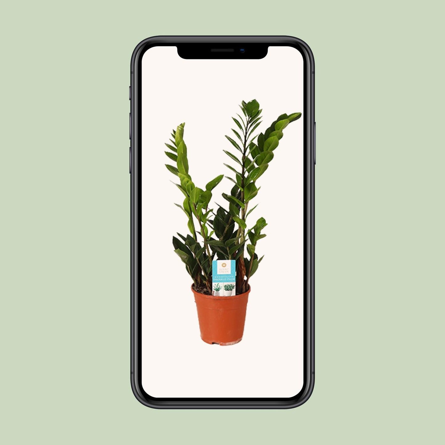 Zamioculcas Zamiifolia – Pflegeleichte Zimmerpflanze Ø14cm, 45cm hoch