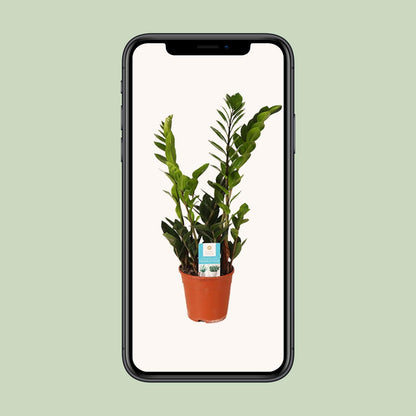 Zamioculcas Zamiifolia – Pflegeleichte Zimmerpflanze Ø14cm, 45cm hoch