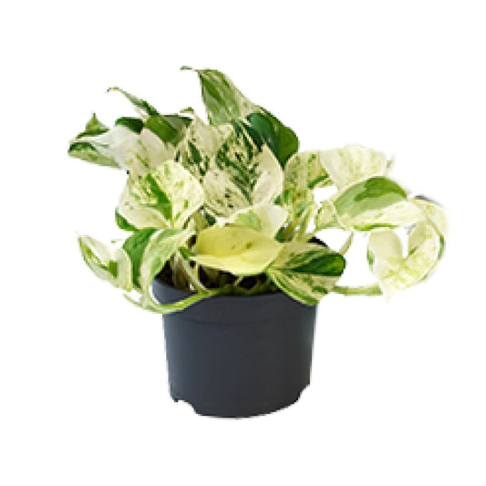 Epipremnum Happy Leaf – Pflegeleichte Zimmerpflanze Ø12cm