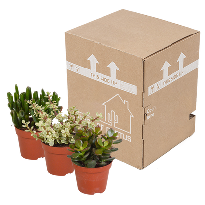Crassula-Mix 3er Set – pflegeleichte Sukkulenten 8,5 cm