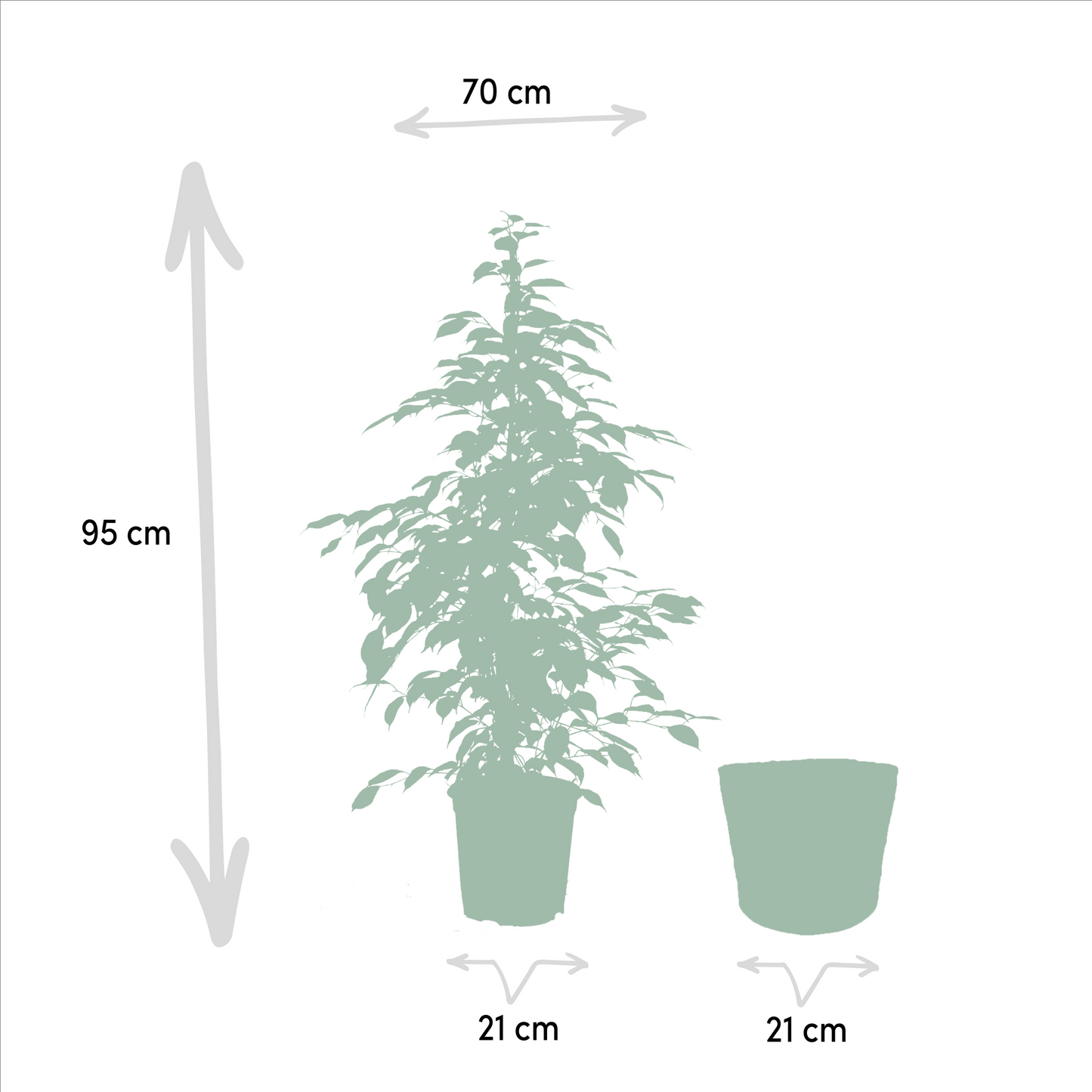 Ficus benjamina Goldenking mit Korb Ø21cm, ca. 95cm hoch
