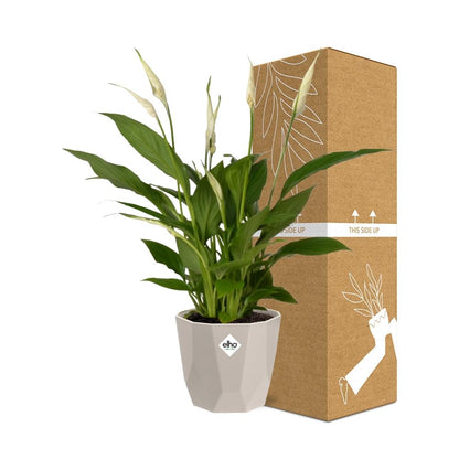 Spathiphyllum 12 cm Torelli in ELHO b.for rock 14 cm warm grey