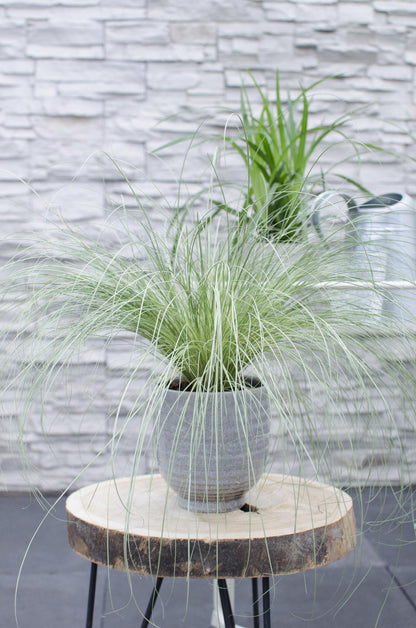 5er Set Carex Mix – Pflegeleichte Ziergräser Ø14cm