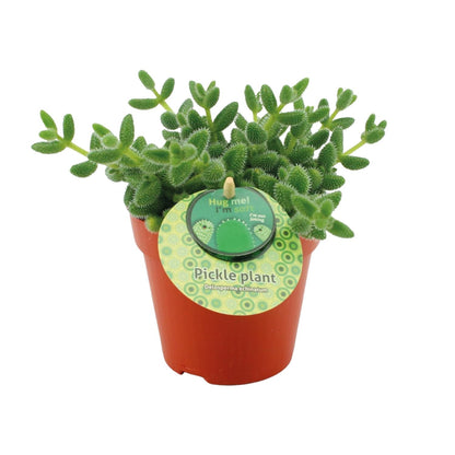 Delosperma Echinatum – Pflegeleichte Sukkulente Ø12cm