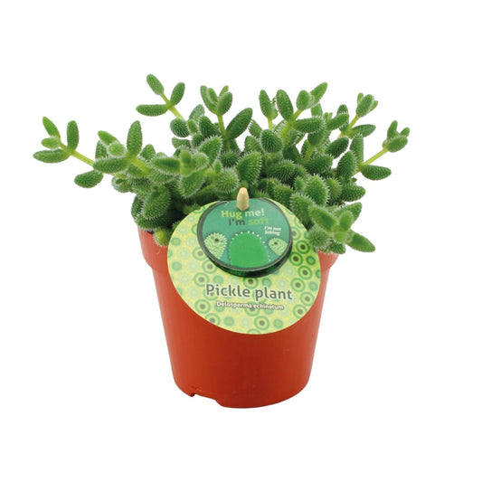 Delosperma Echinatum – Pflegeleichte Sukkulente Ø12cm