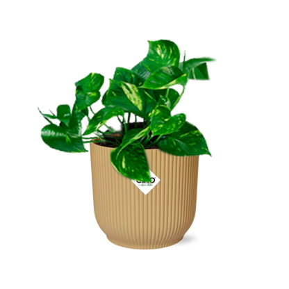 Epipremnum Pinnatum ‘Aureum’ – Goldener Efeu in ELHO Vibes Fold 14cm