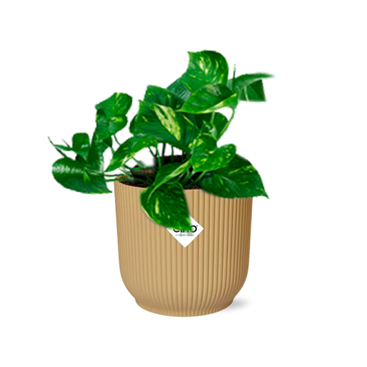 Epipremnum Pinnatum ‘Aureum’ – Goldener Efeu in ELHO Vibes Fold 14cm
