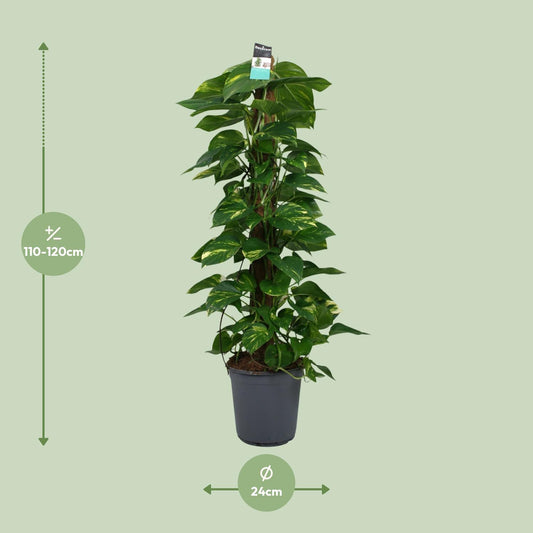 Scindapsus (Epipremnum) – Pflegeleichte Zimmerpflanze Ø24cm