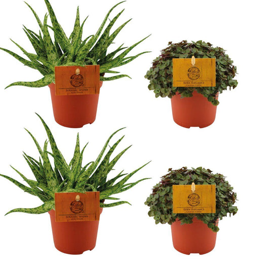 4er Set pflegeleichte Aloe Spider & Callisia Turtle Ø10,5cm