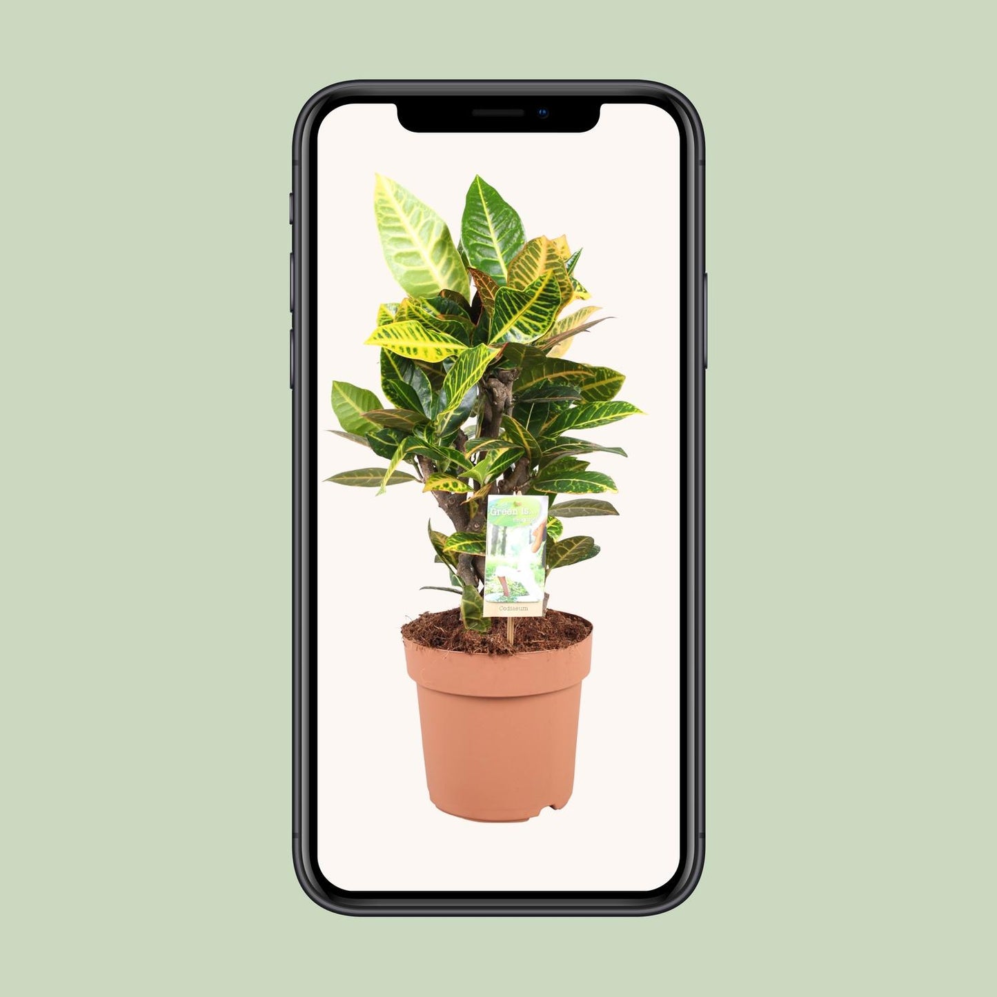 Codiaeum Petra – Farbintensiver Croton Ø21cm, 60cm hoch