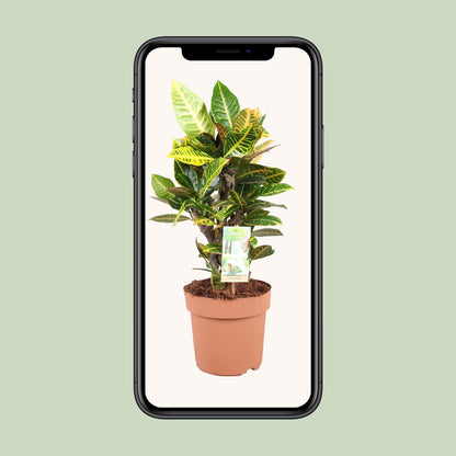 Codiaeum Petra – Farbintensiver Croton Ø21cm, 60cm hoch