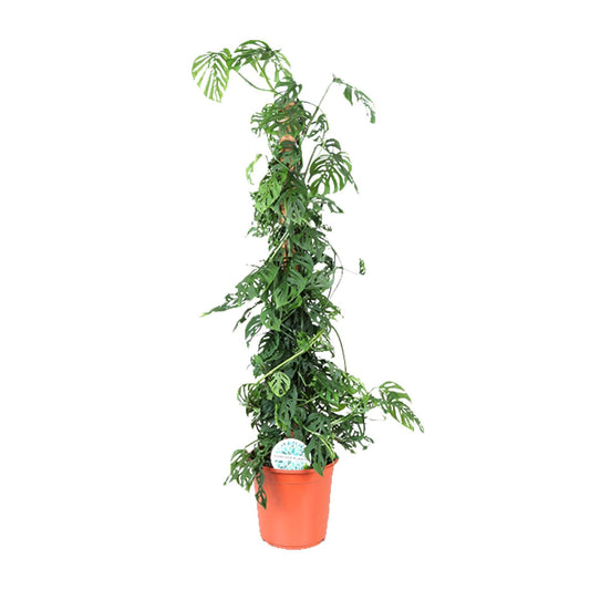 Monstera Monkey Leaf M – pflegeleichte Zimmerpflanze Ø24cm