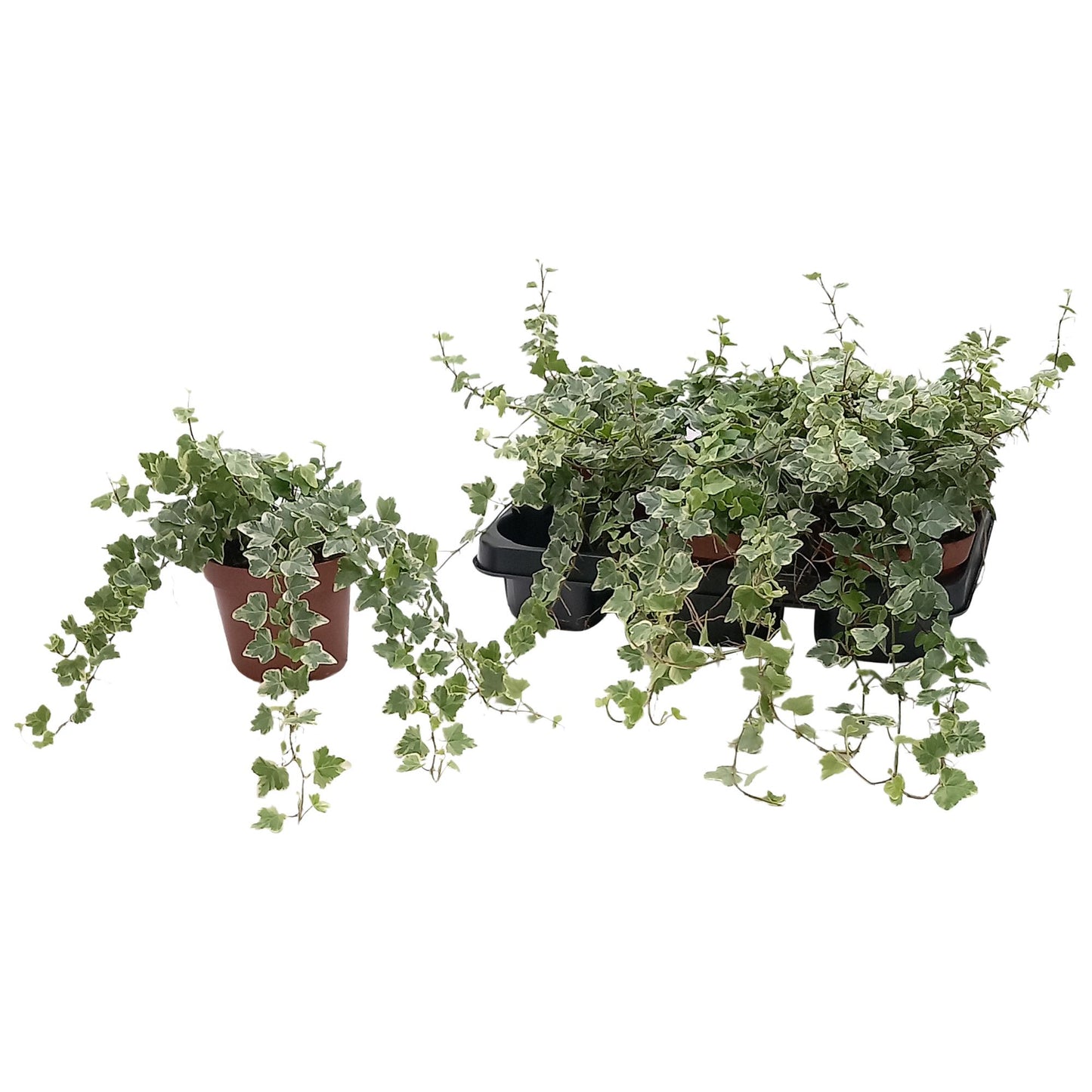 Hedera Helix 'White Wonder' – Pflegeleichte Efeupflanze Ø13cm