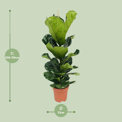 Ficus Lyrata (Geigenfeige) – Ø21cm, 100cm hoch