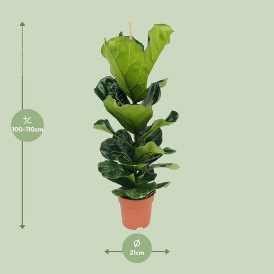Ficus Lyrata (Geigenfeige) – Ø21cm, 100cm hoch