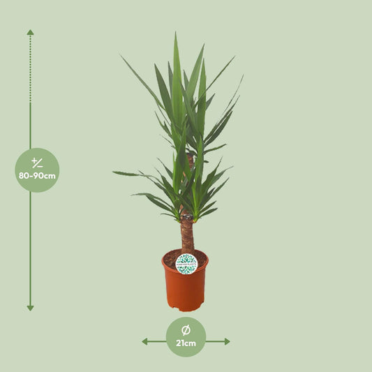 Yucca – Pflegeleichte Zimmer- und Gartenpflanze Ø21cm