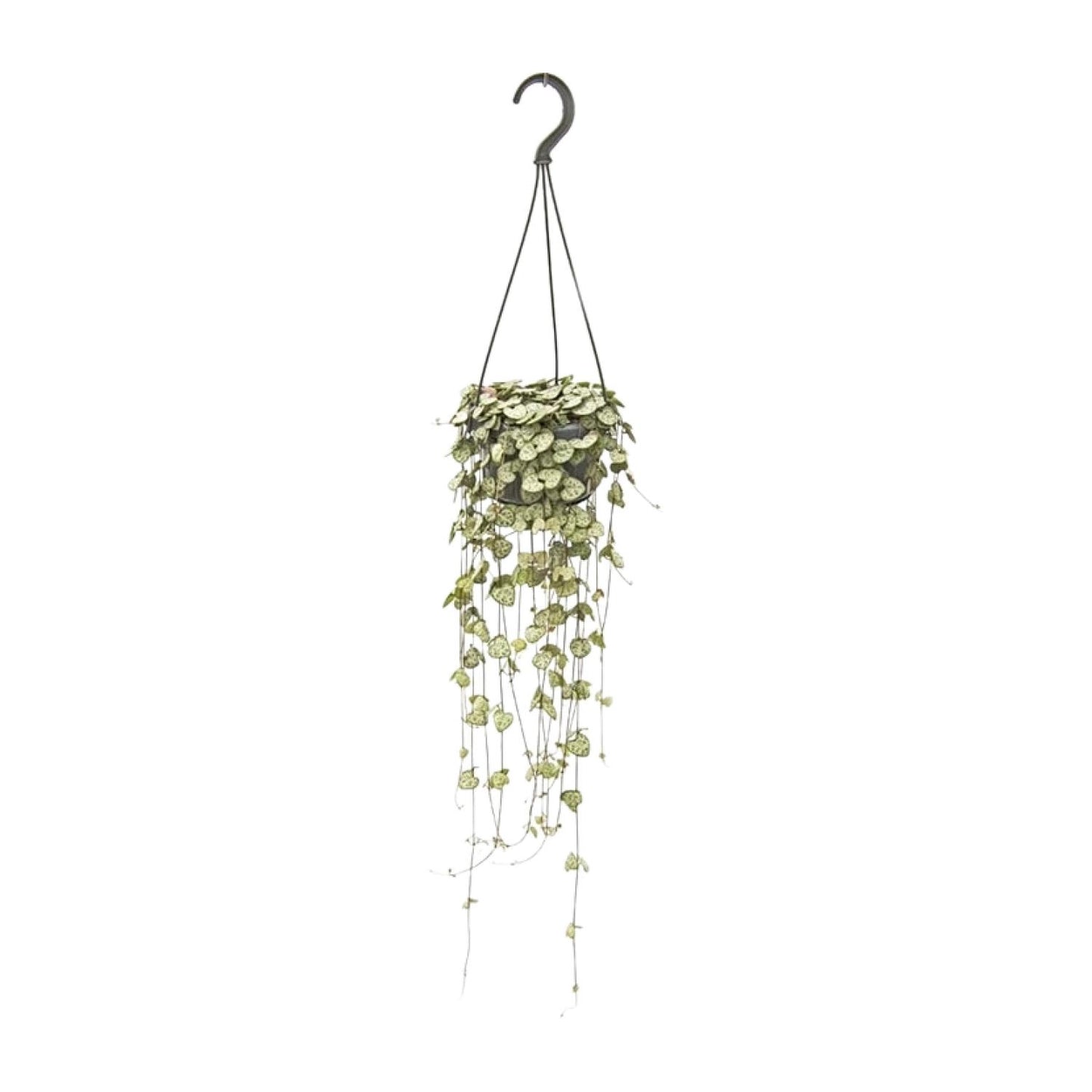 Ceropegia Woodii Hängepflanze Ø14cm, 50cm Länge