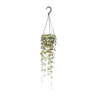 Ceropegia Woodii Hängepflanze Ø14cm, 50cm Länge