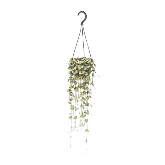 Ceropegia Woodii Hängepflanze Ø14cm, 50cm Länge