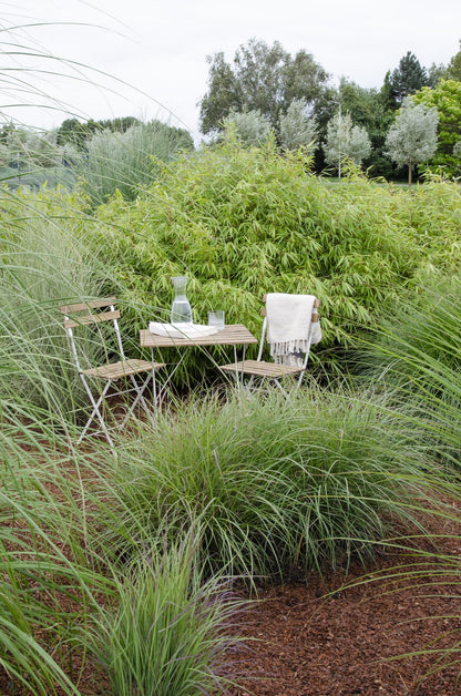 12x Fargesia rufa Bambus - 40 cm Höhe, Ø 14 cm Topf