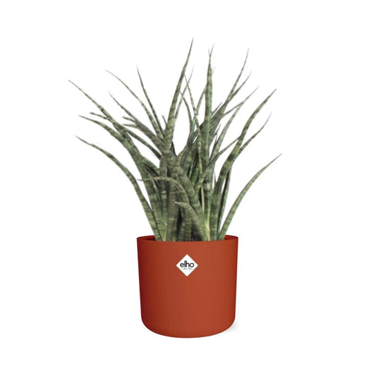 Sansevieria Fernwood Punk – Pflegeleichte Schwiegermutterzunge 14cm