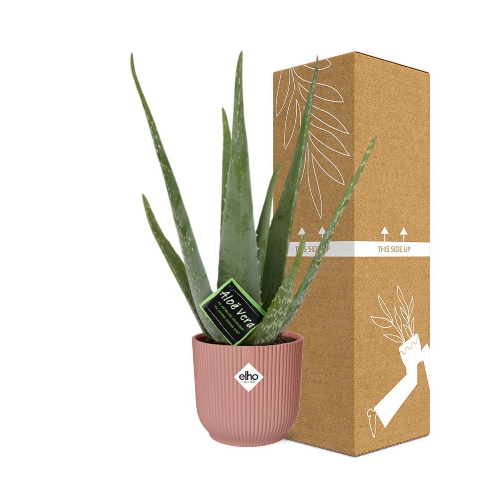 Aloe Vera 12cm in ELHO Vibes Fold 14cm rosa – Pflegeleicht & Luftreinigend