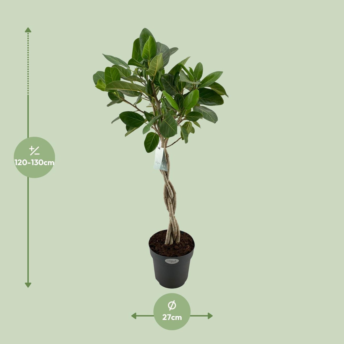 Ficus Benghalensis Audrey – Pflegeleichter XXL-Baum Ø27cm