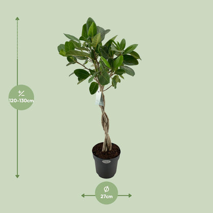 Ficus Benghalensis Audrey – Pflegeleichter XXL-Baum Ø27cm