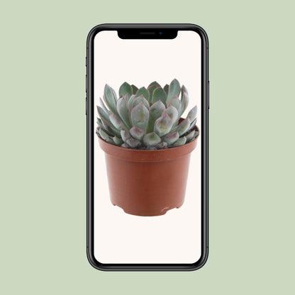 Echeveria Pelusida – Flauschige, pflegeleichte Sukkulente im 17cm Topf