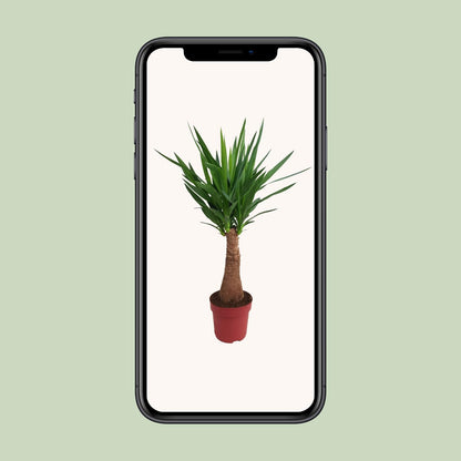 Yucca 'Maya Tree' – Pflegeleichter Elefantenfuß 100 cm