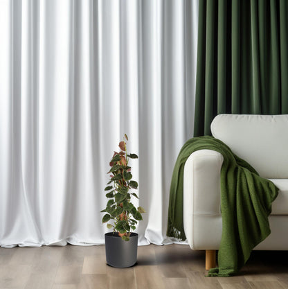 Philodendron Lupinum am Moosstab – 75 cm Kletterpflanze