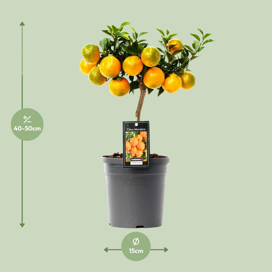 Mandarine - Zitruspflanze Ø16cm, ca. 45cm hoch