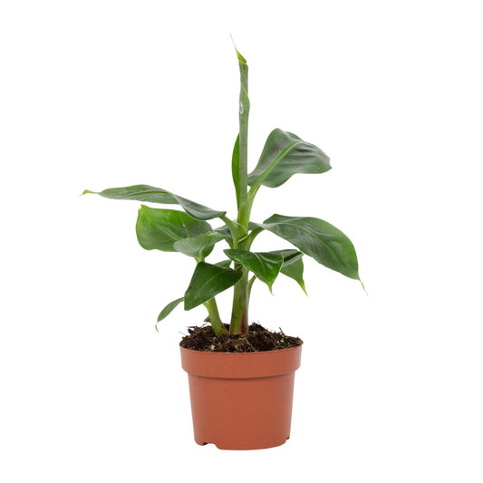 Musa Tropicana – Pflegeleichter Zimmer-Bananenbaum Ø12cm