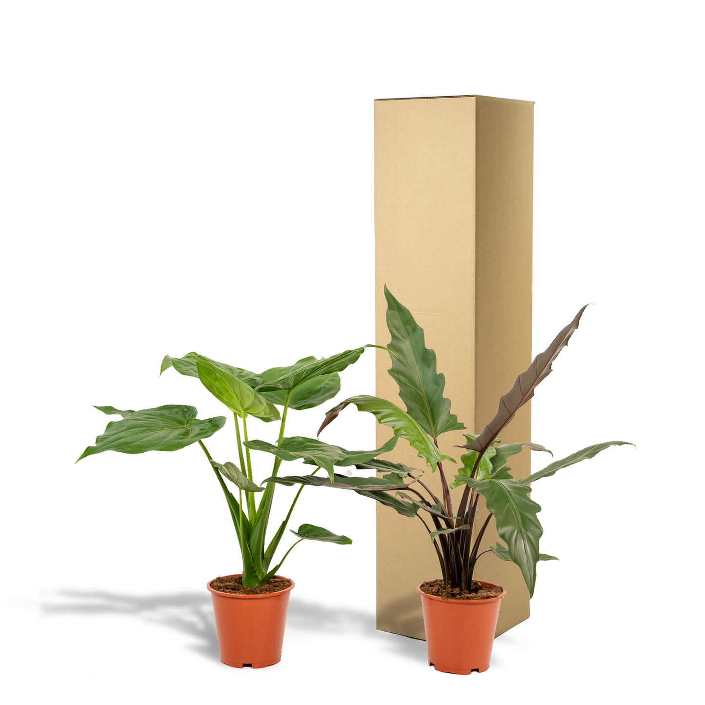 Alokasie Duo: Exotische Zimmerpflanzen 60-75 cm