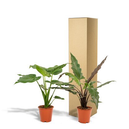 Alokasie Duo: Exotische Zimmerpflanzen 60-75 cm