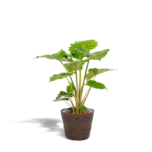Alocasia Portodora Ø21cm mit Korb Igmar – Elefantenohr Zimmerpflanze