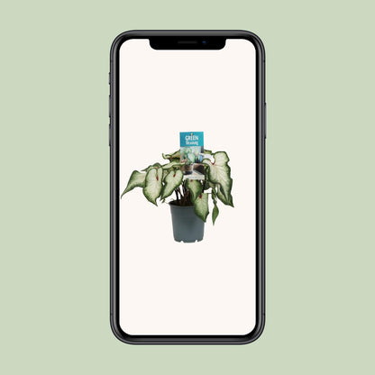 Caladium Wit – Pflegeleichte Zimmerpflanze Ø12cm