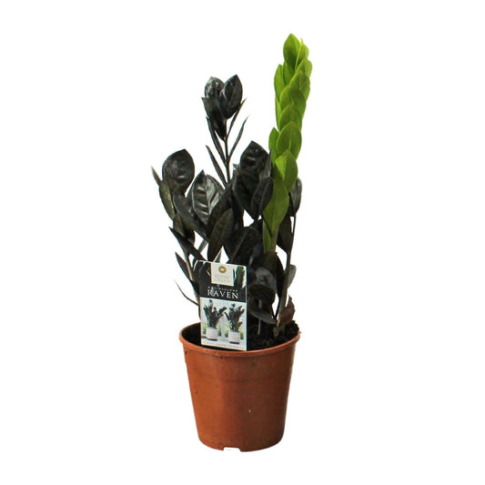 Zamioculcas Raven – Pflegeleichte Zimmerpflanze Ø14cm