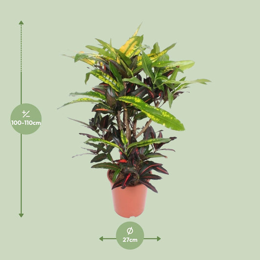 Codiaeum Mango (Croton) – Farbstarke Zimmerpflanze Ø27cm