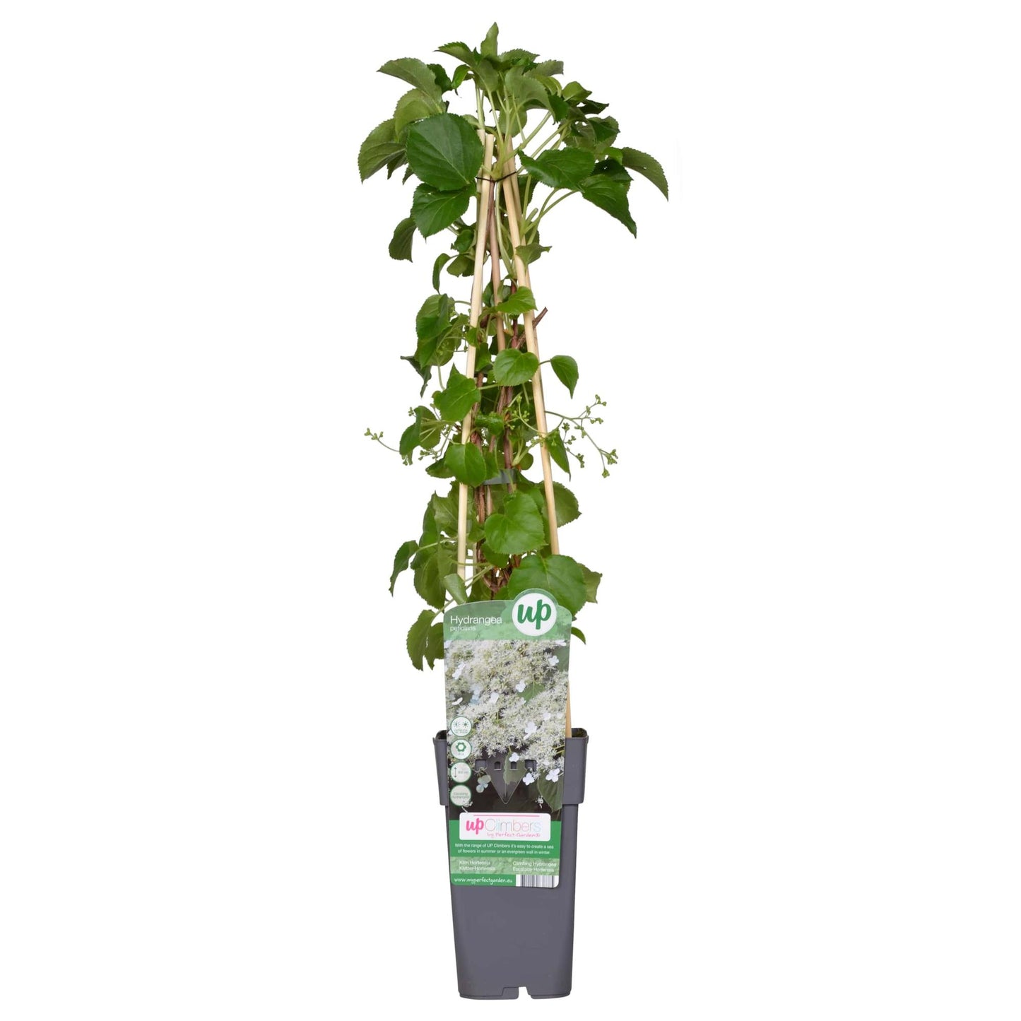 Hydrangea petiolaris – Klimhortensia Ø15cm, ca. 65cm