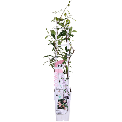 Trachelospermum 'Star of Ibiza' – Toskanischer Jasmin Rosa Ø15cm