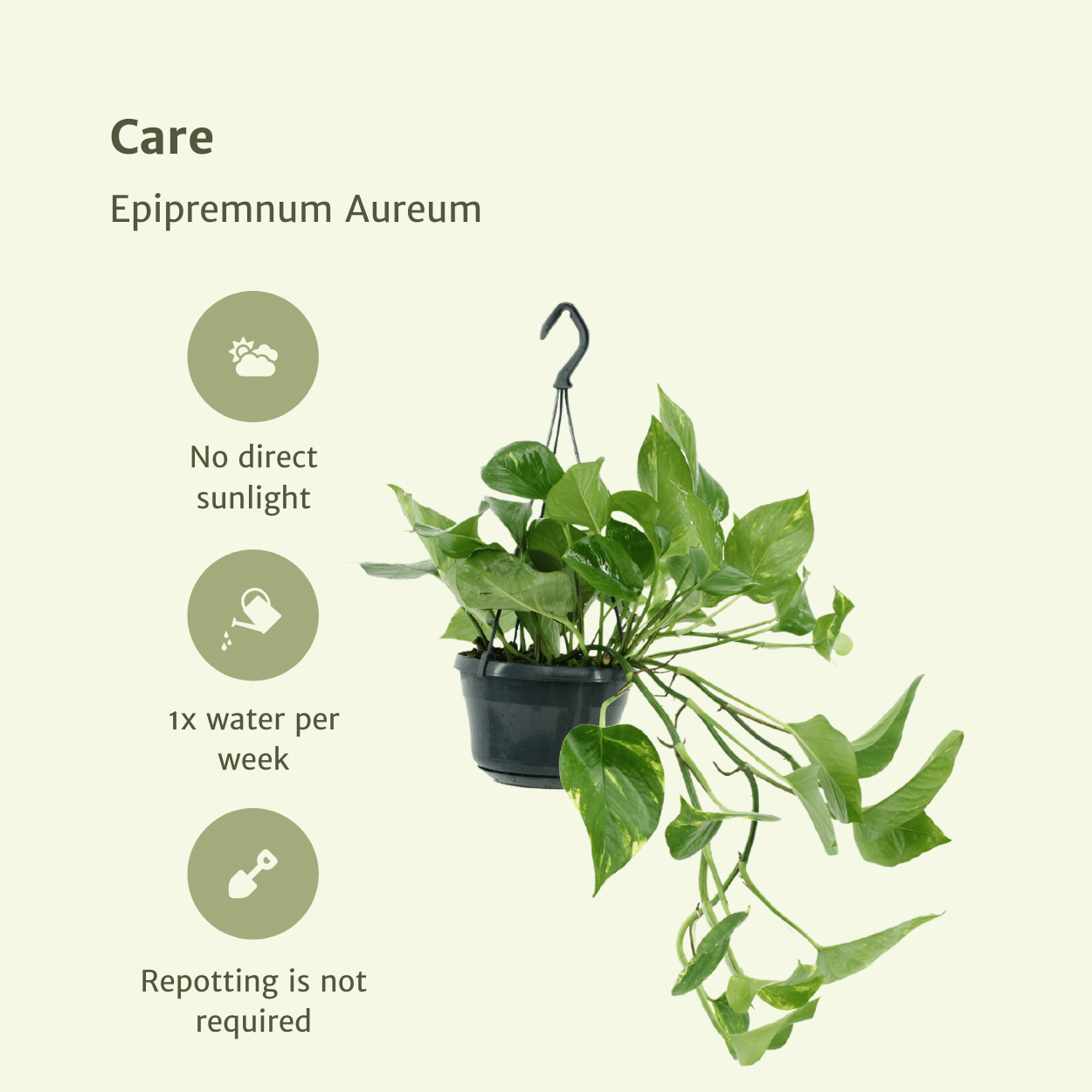 2x Epipremnum Aureum – pflegeleichte Zimmerpflanze 25 cm